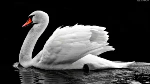 foto de um cisne branco no lago escuro. As aguas estão escuras e o fundo também é negro.