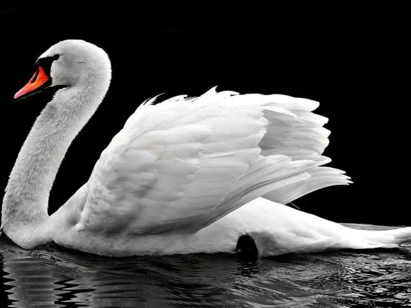 foto de um cisne branco no lago escuro. As aguas estão escuras e o fundo também é negro.