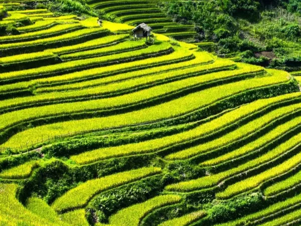 foto de um plantio de arroz na China, mostrando uma escadaria e plantação que cobre toda a foto e bem ao fundo uma cabana de madeira e palha em cima.