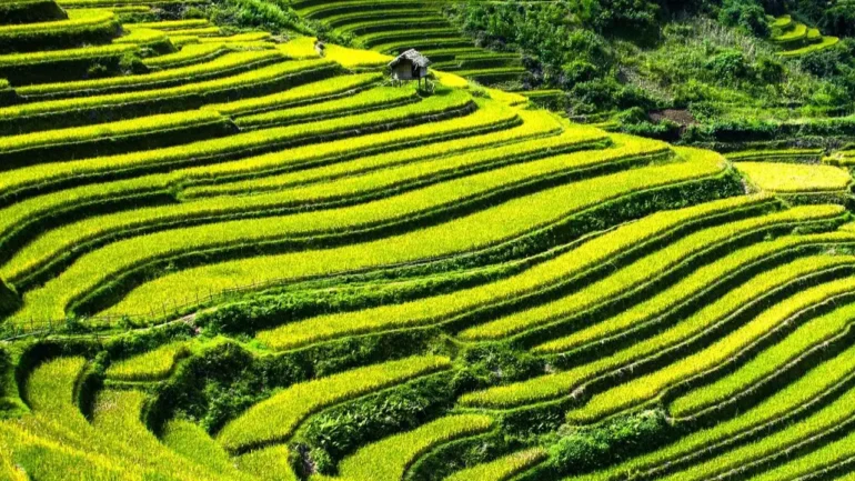 foto de um plantio de arroz na China, mostrando uma escadaria e plantação que cobre toda a foto e bem ao fundo uma cabana de madeira e palha em cima.