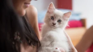 foto de um gatinho branco nos braços de uma moça, que aparece apenas parte do braço esquerdo e do rosto olhando para ele. O fundo está desfocado.